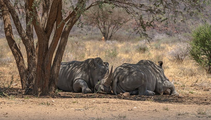 Nashorn in Namibia, Afrika von Patrick Groß