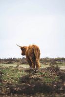 Highlander écossais à l'aventure