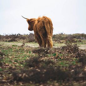 Scottish Highlander on an adventure by Shotsby_MT
