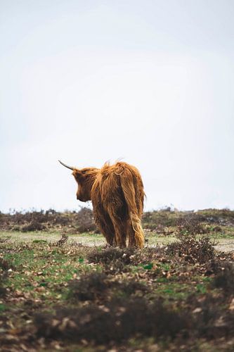Schottischer Highlander auf Abenteuerreise