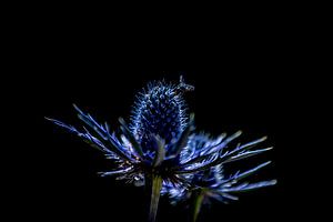 Eryngium Variifolium Gewöhnliche Distel