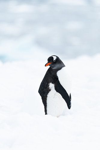 Portret Gentoo-pinguïn
