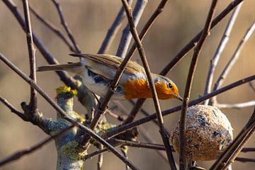 A robin pecking at a fat ball by Swen van de Vlierd
