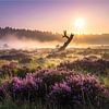 Blühende Stille- Spätsommer auf der Heide, Bloeiende stilte-nazomer op de heide van Christina Bauer Photos