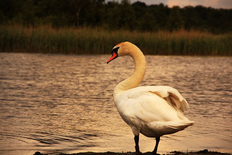 zwaan by Sandra Zwagerman