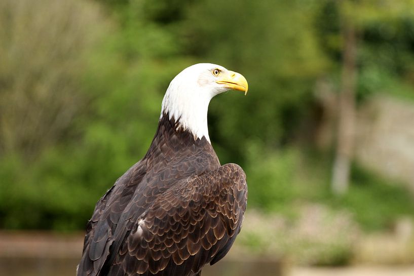 Bald eagle by Sander Miedema