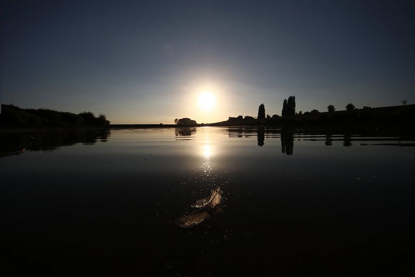 Zonnige veer by Kimberly de Pater