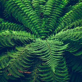 The fern by Heiko Westphalen