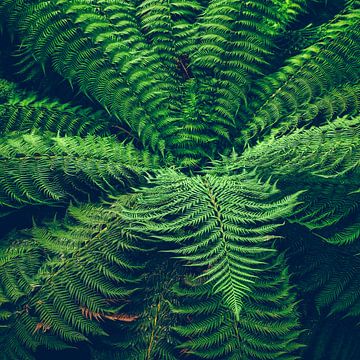 The fern by Heiko Westphalen