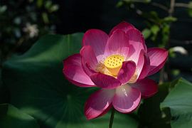 Lotusbloem by Alexander Michalewski