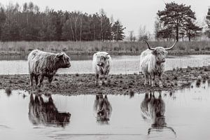Schottische Highlander mit Spiegelung in Schwarz und Weiß
