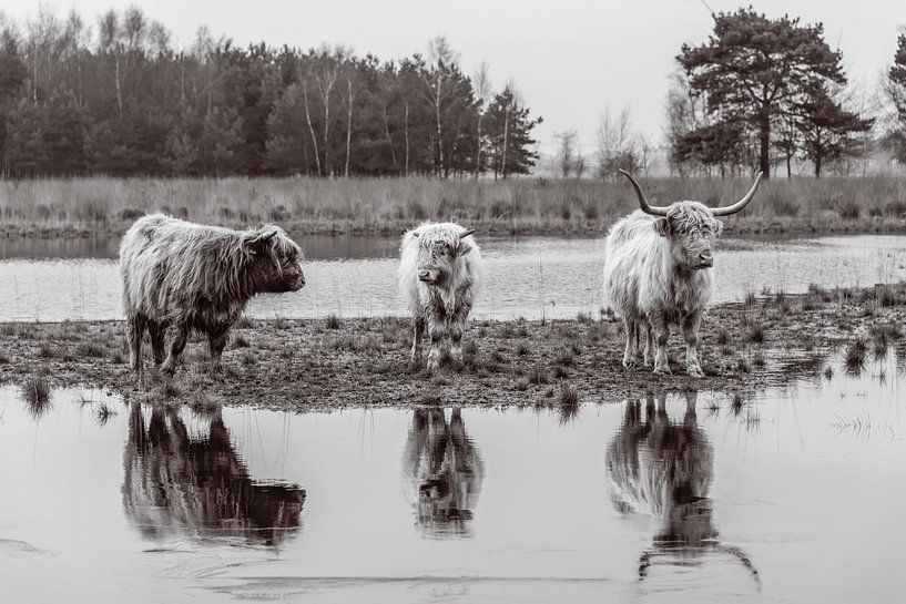 Scottish Highlanders with reflection in black and white by Ans Bastiaanssen