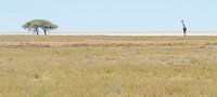 Giraffe op de Etosha Pan