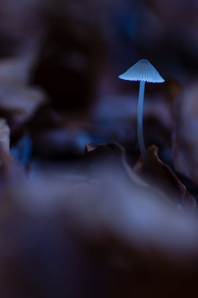 Beautiful mushroom par Martzen Fotografie
