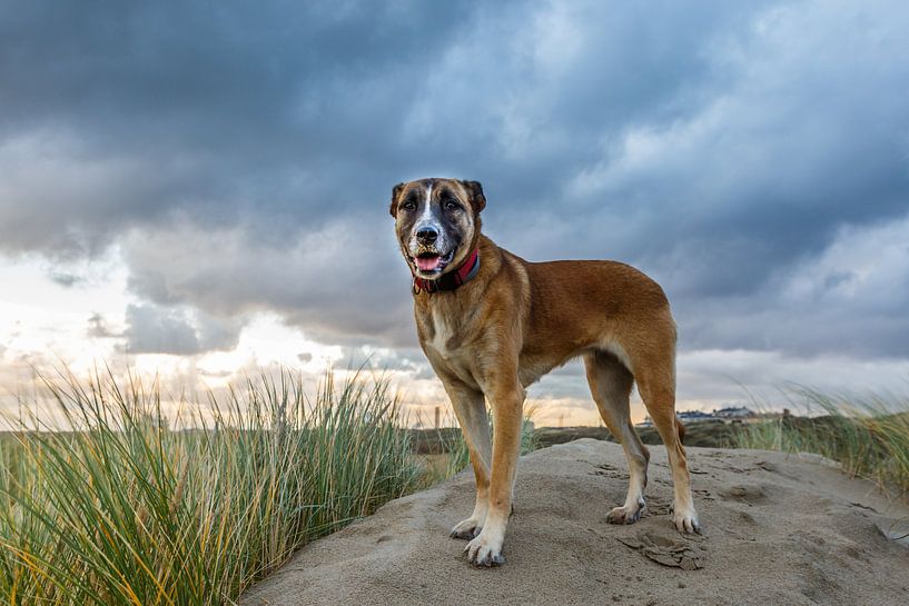 Hund im niederländischen Dünengebiet während eines heftigen Sturms mit starken Regenwolken von Henk van den Brink