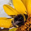 Bumblebee on yellow flower by Marcel Krol