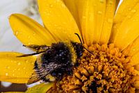 Bumblebee on yellow flower