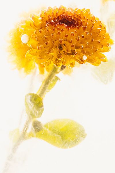 Gelbe Chrysantheme in Eis 2 von Marc Heiligenstein
