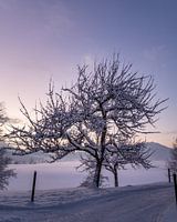 Tree during sunset with snow