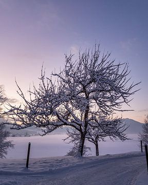 Boom tijdens zonsondergang met sneeuw van Jordy Blokland