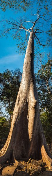Gigantesque vieil arbre, panorama vertical, Cambodge par Rietje Bulthuis