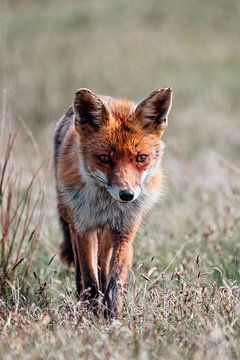 Hunting Fox by Erik Lei