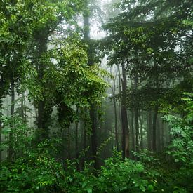 Mist in het bos van Jörg Hausmann