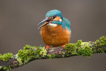Kingfisher imet prey on mossy branch by Jeroen Stel