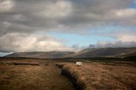Schafe in den irischen Mooren von Bo Scheeringa Photography Miniaturansicht