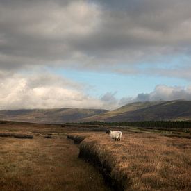 Schaap op het veenland in Ierland van Bo Scheeringa Photography