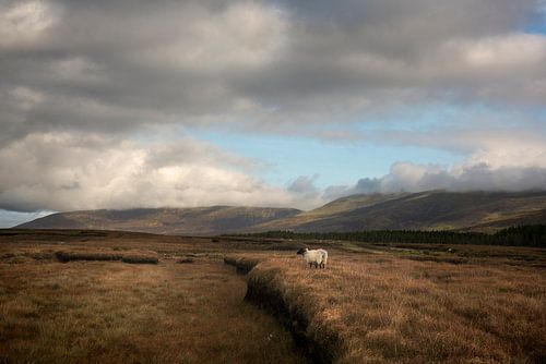 Schaap op het veenland in Ierland