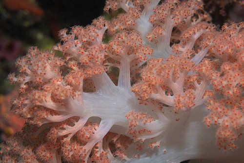 Soft coral @ Komodo, Indonesia