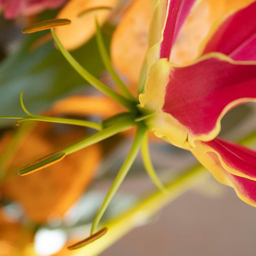 Picture Gloriosa Close Up 1