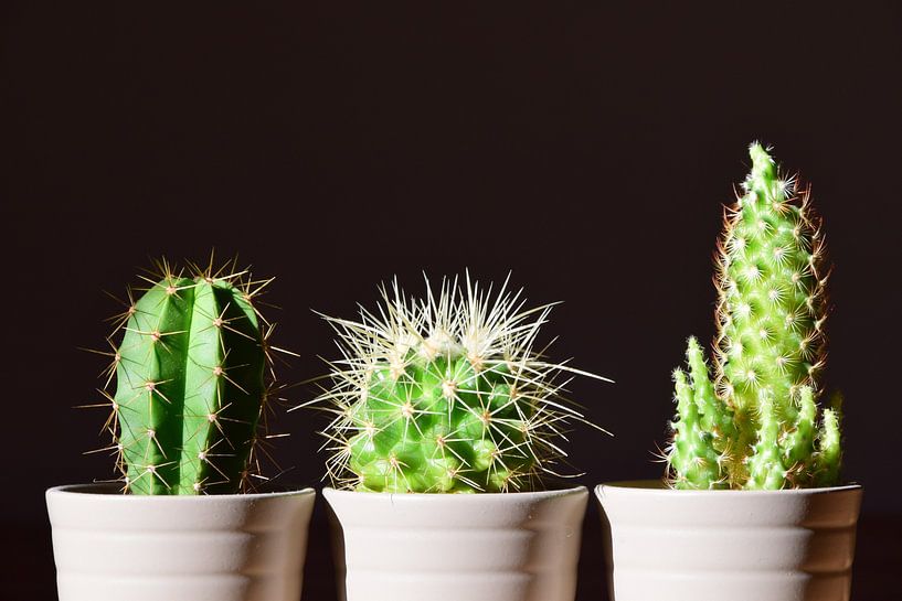 Three cacti by Ulrike Leone