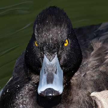 Angry bird.... angry duck van Anne Ponsen