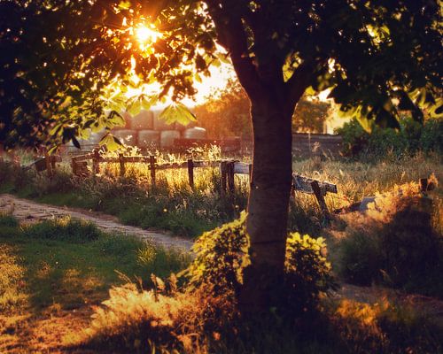 zomeravond op de boerderij