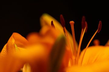 Orange pot lilies by Michael Fousert