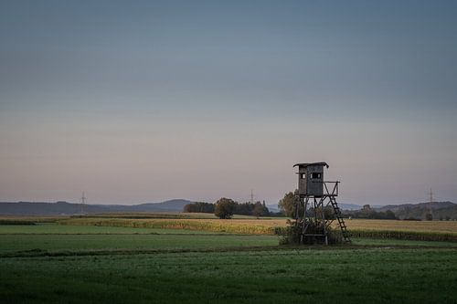 baars in het avondlicht
