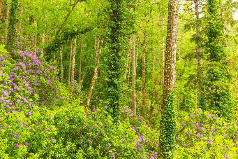 Rhododendrons - Killarney (Ierland) van Marcel Kerdijk