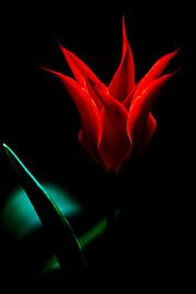 Tod der Romantik von Cho Tang