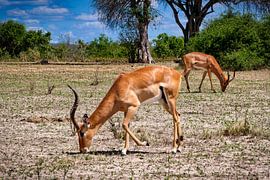 Impala von Herbert Böck