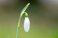 snowdrop