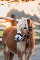 shetland pony with sunset