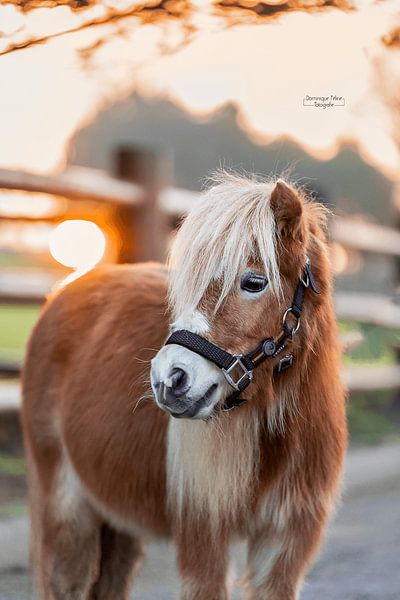shetland pony with sunset by Dominique Barendregt
