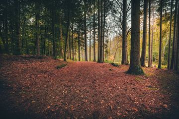 Chemin forestier dans une forêt de pins sur Skyze Photography by André Stein