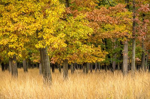 Landschap met herfstkleuren