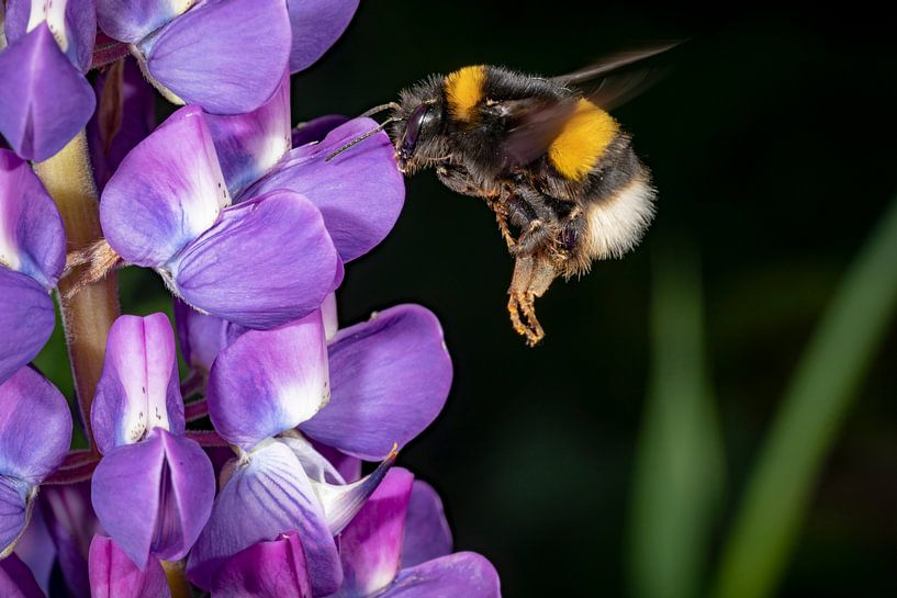 Bumblebee flies towards a purple flower by Hans-Jürgen Janda