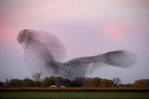 Les essaims d'étourneaux