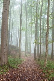 Path through the ghost forest by Tobias Luxberg