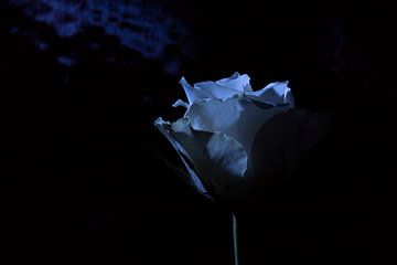 witte roos op zwart belicht van Annet Niewold